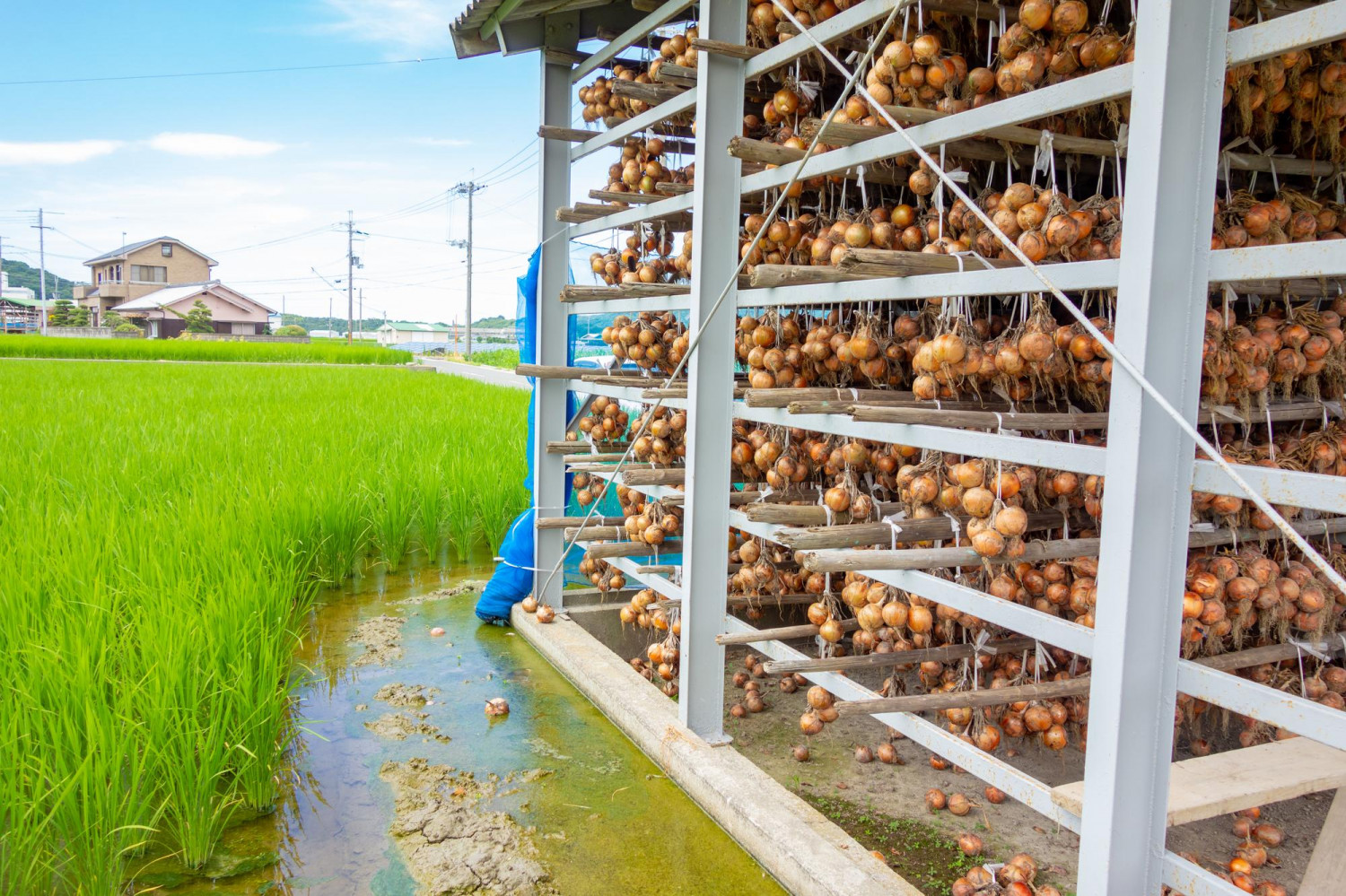 ダミーイメージ