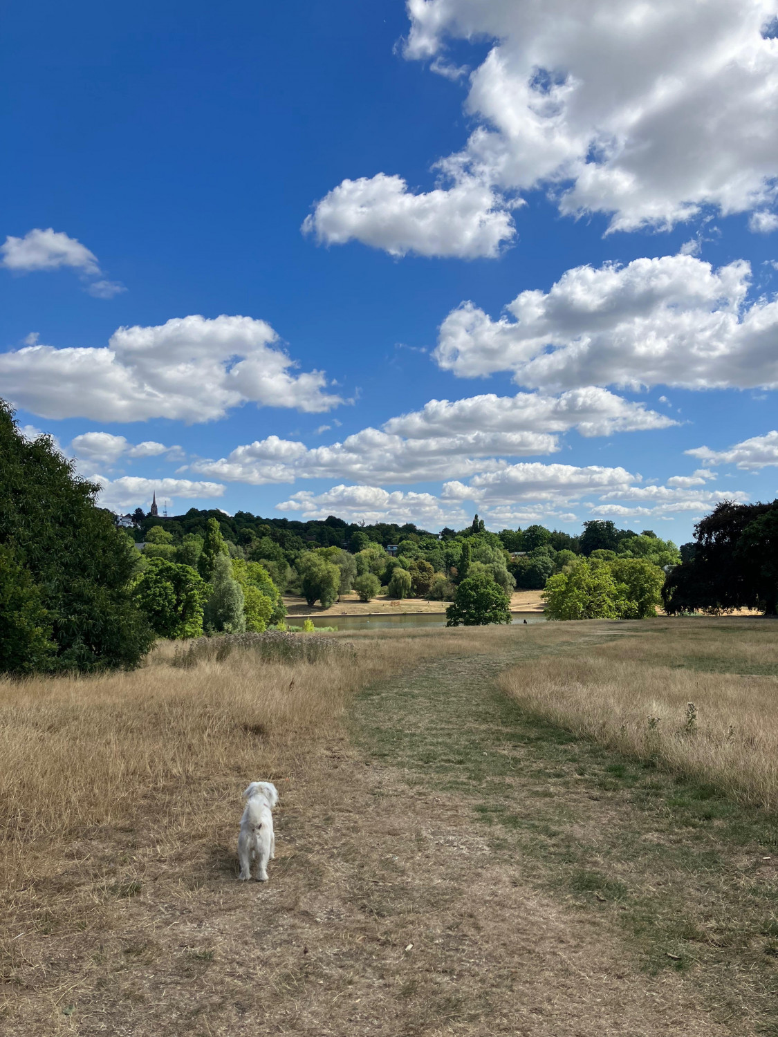 ダミーイメージ