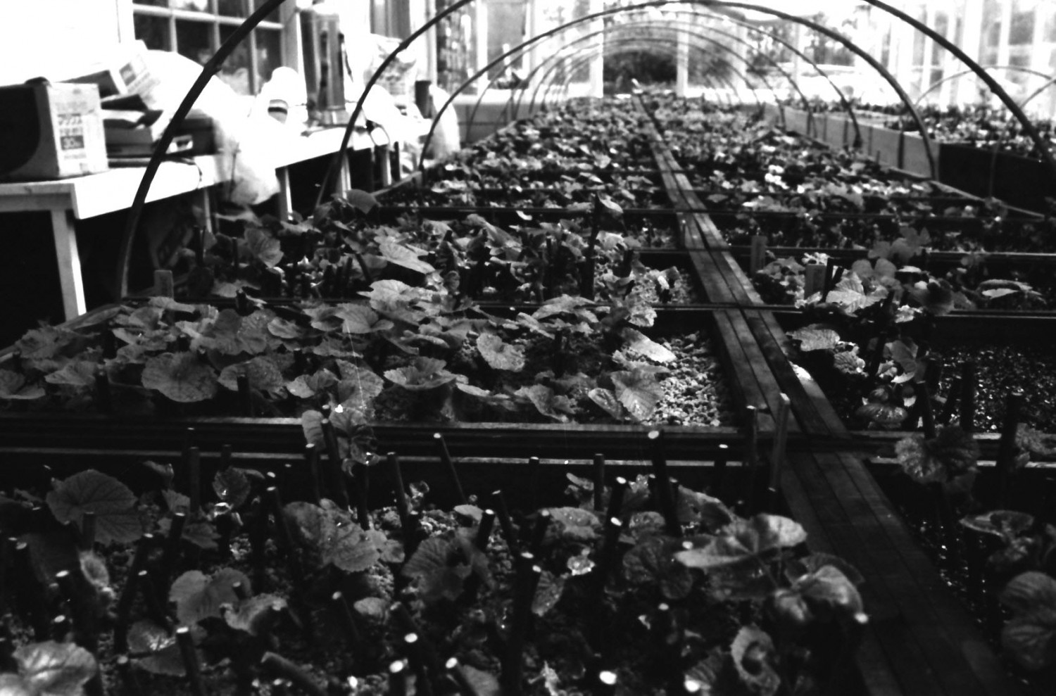 ダミーイメージ