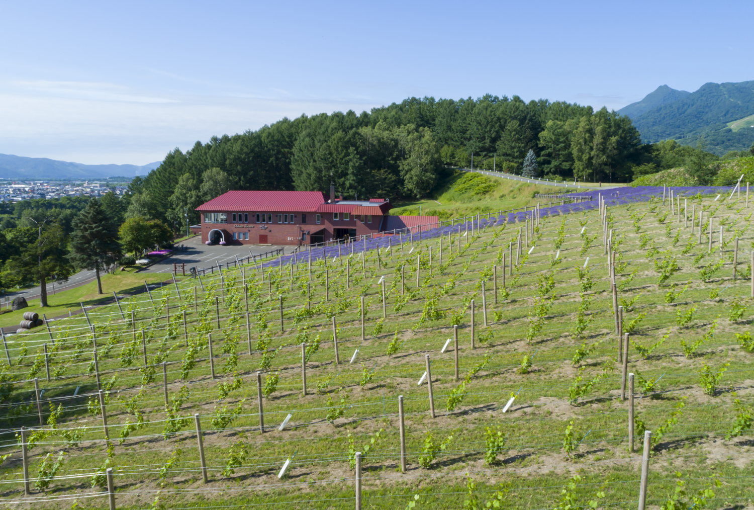 ダミーイメージ