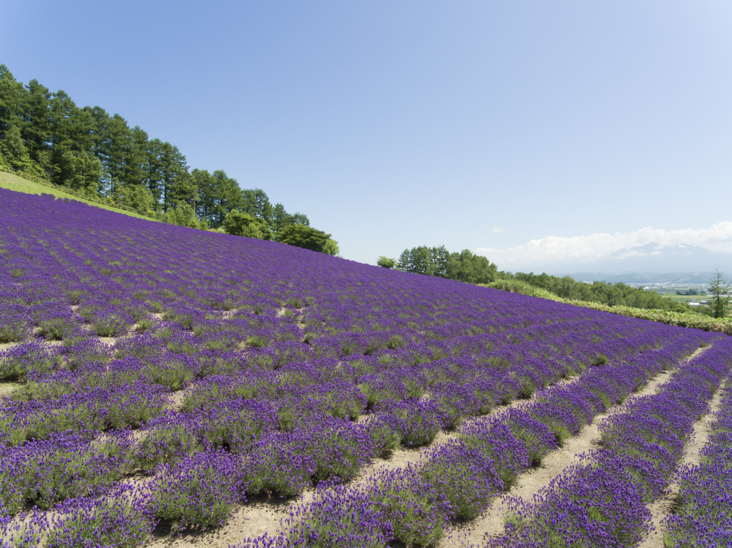 ダミーイメージ