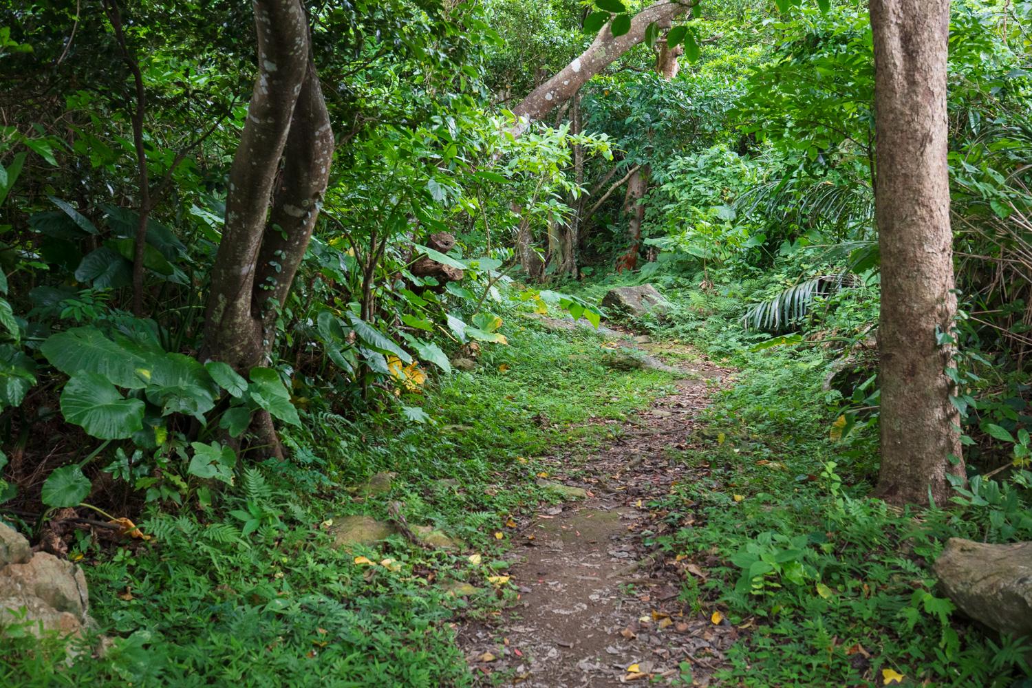 ダミーイメージ