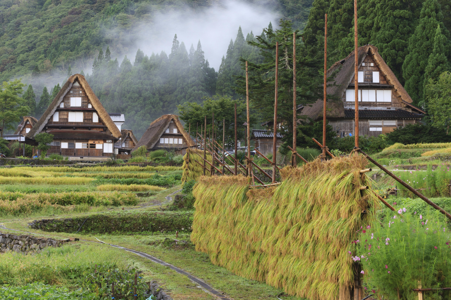 ダミーイメージ