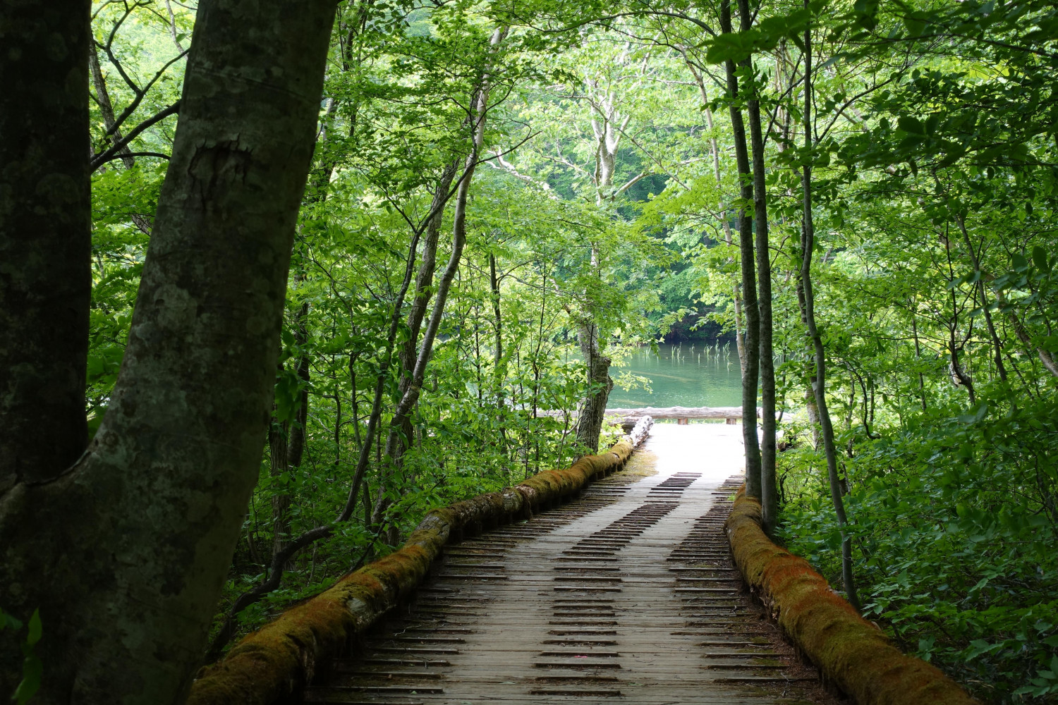 ダミーイメージ