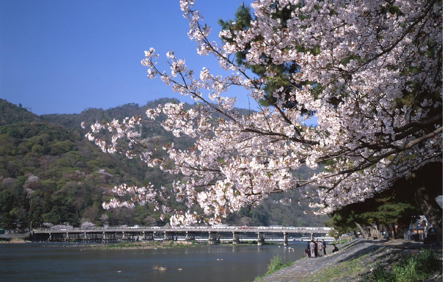 ダミーイメージ