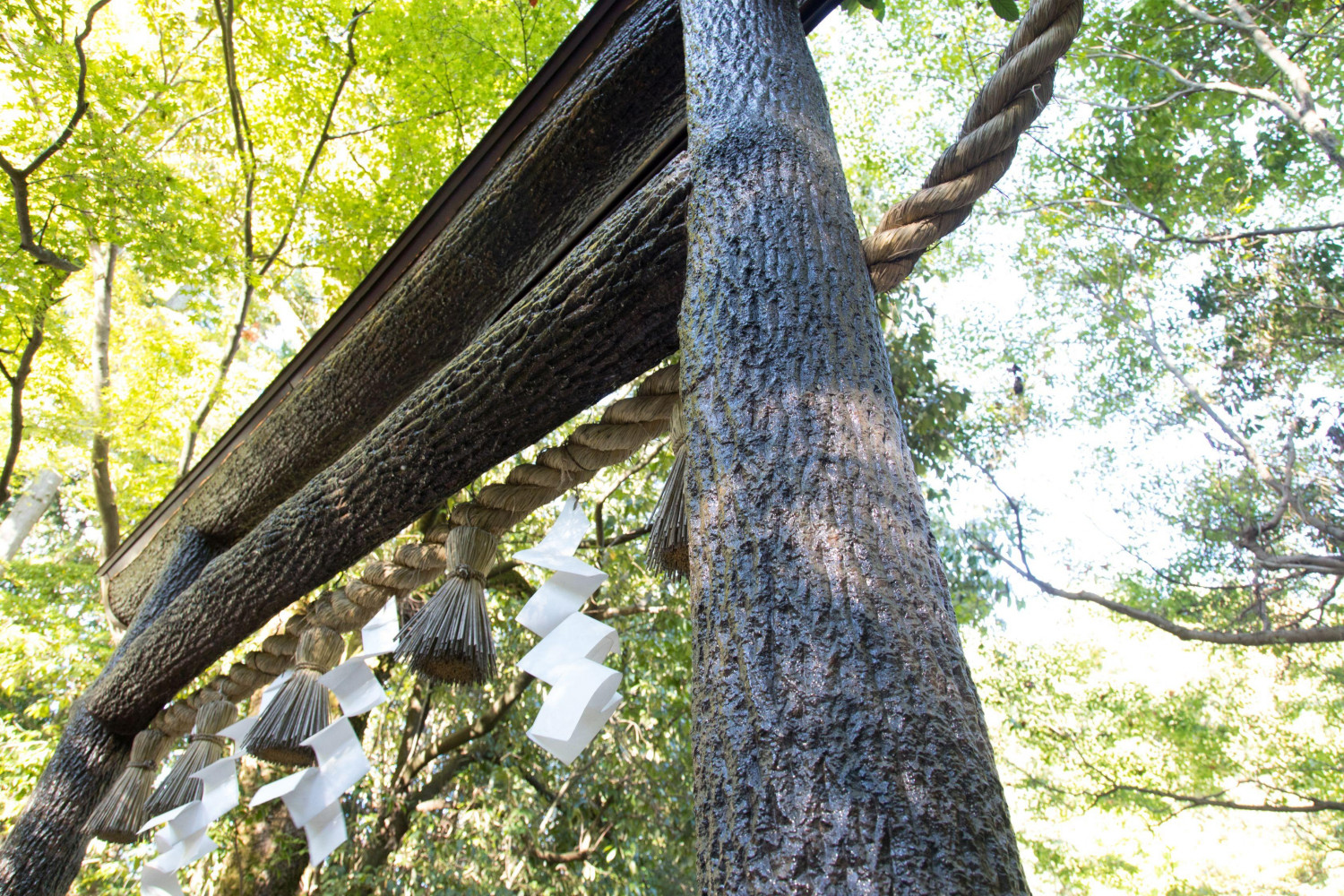 ダミーイメージ