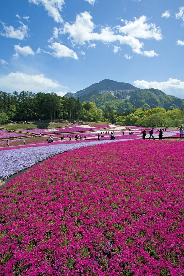 ダミーイメージ